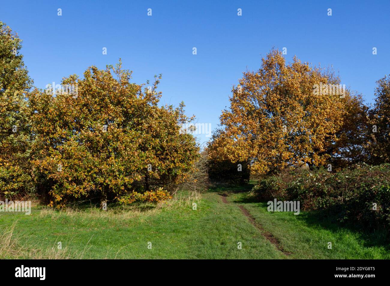 Herbstfarben noch in den Bäumen auf Hounslow Heath im Dezember 2020, Hounslow, London, UK. Stockfoto