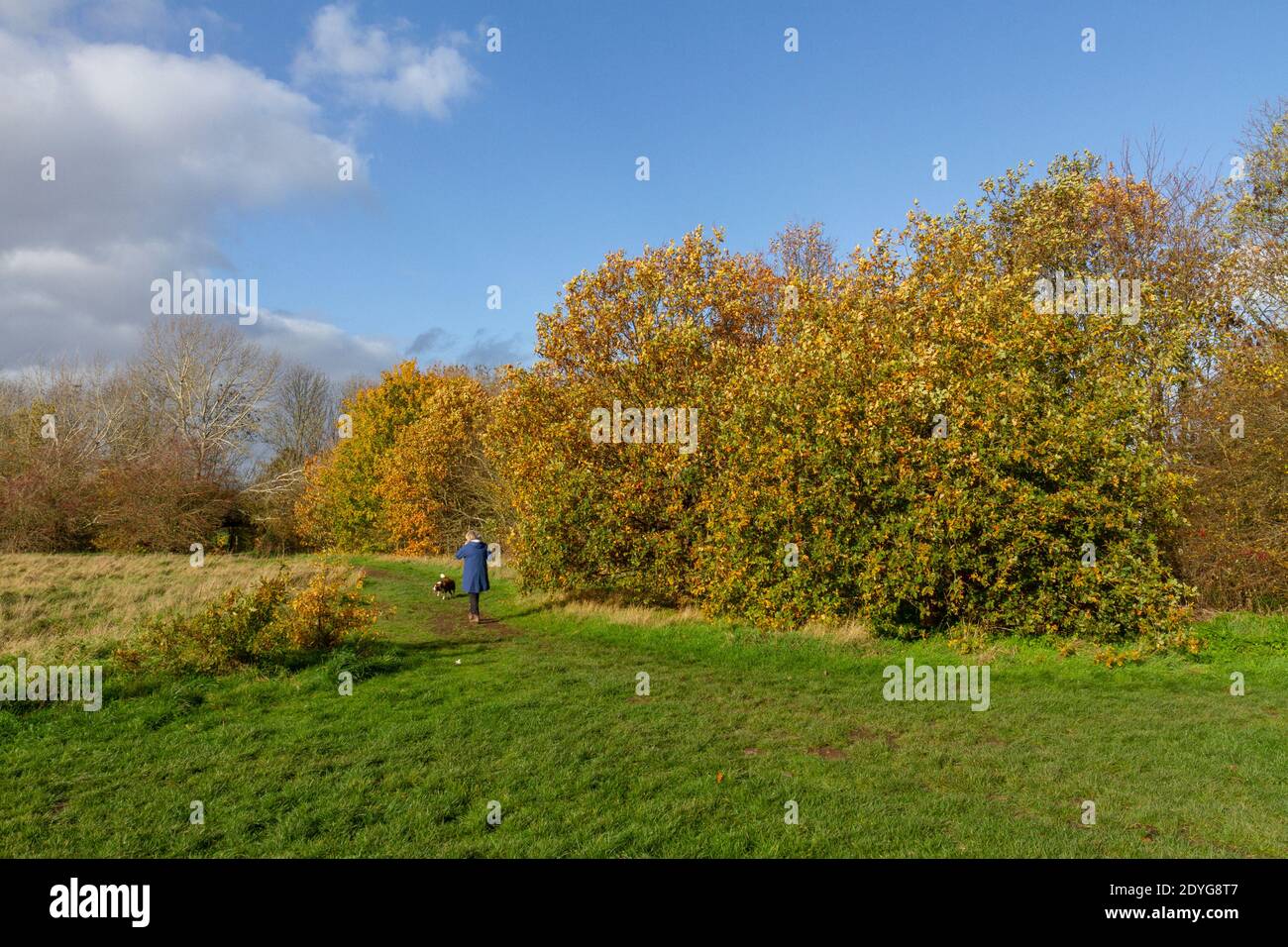 Ein Hundespaziergänger, der im Dezember 2020 in Hounslow, London, Großbritannien, die Sonne und die Herbstfarben auf Hounslow Heath genießt. Stockfoto