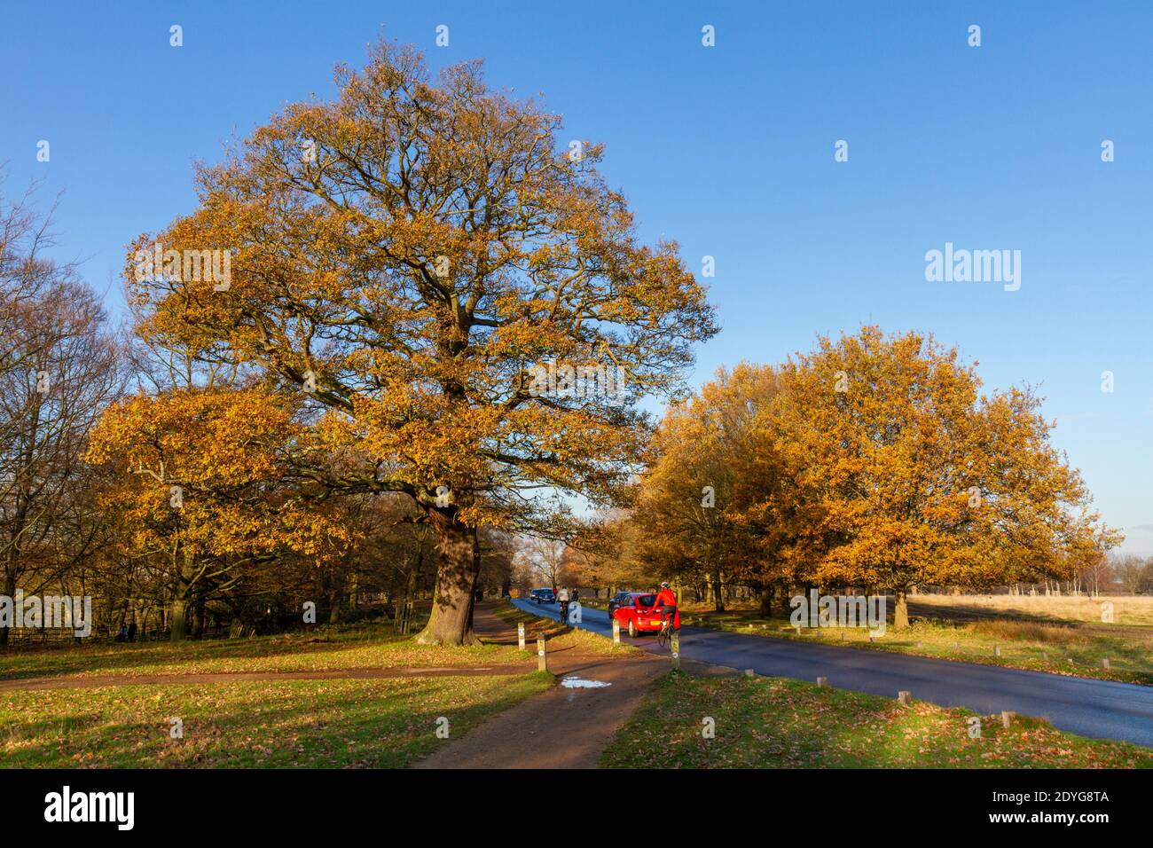 Winteransicht von Eichen in Richmond Park, London, Großbritannien. Stockfoto