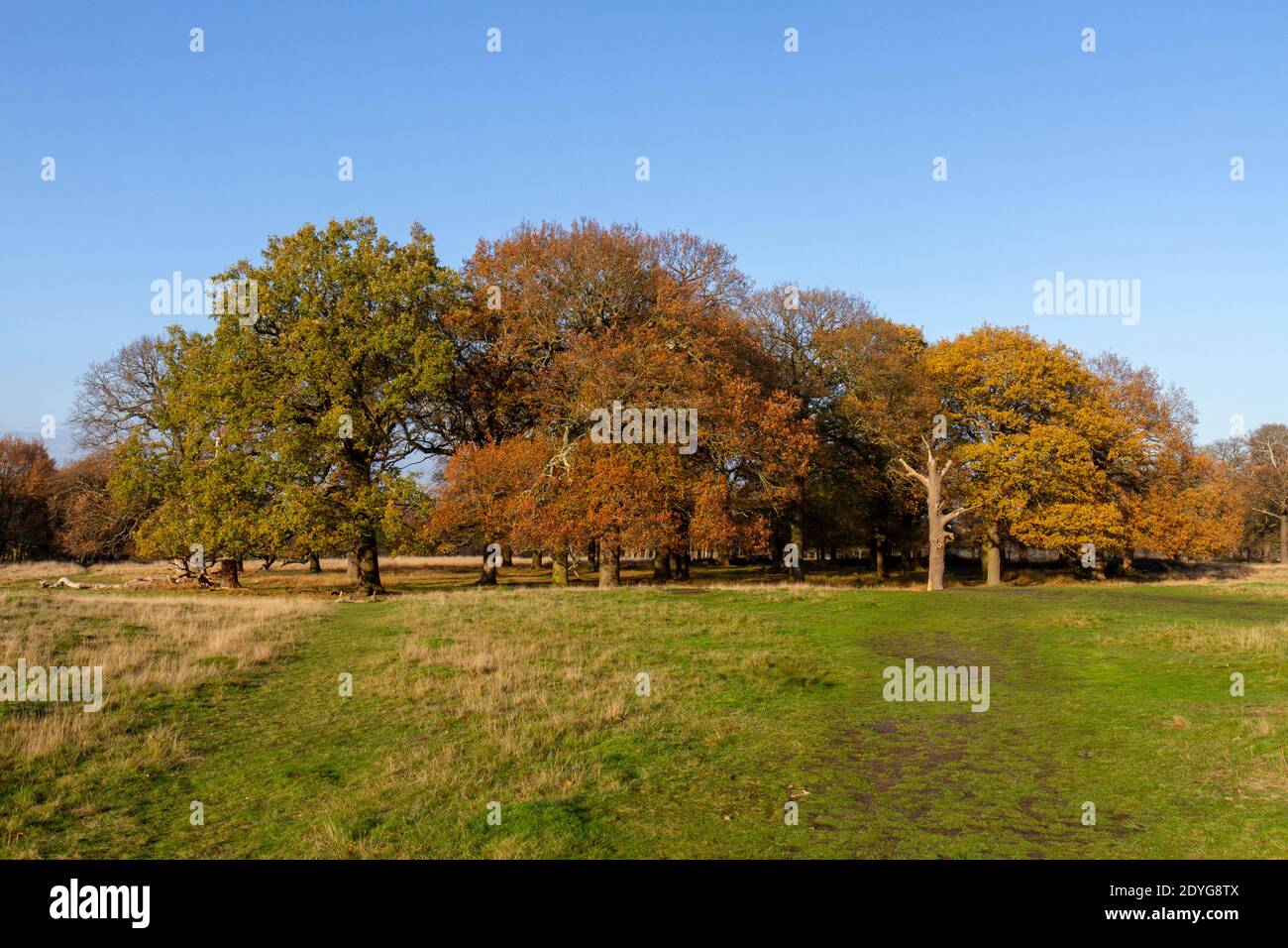 Winteransicht von Eichen in Richmond Park, London, Großbritannien. Stockfoto