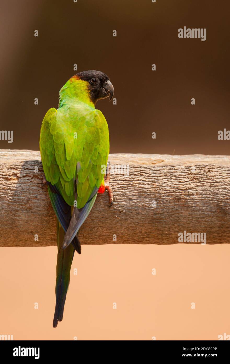 Schwarzhaubensittich (Nandeyus nenday), auch bekannt als Nandeday-Sittich Stockfoto