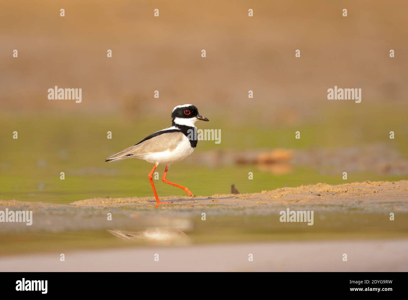 Trauerschnäpper Regenpfeifer (Hoploxypterus Cayanus) Stockfoto