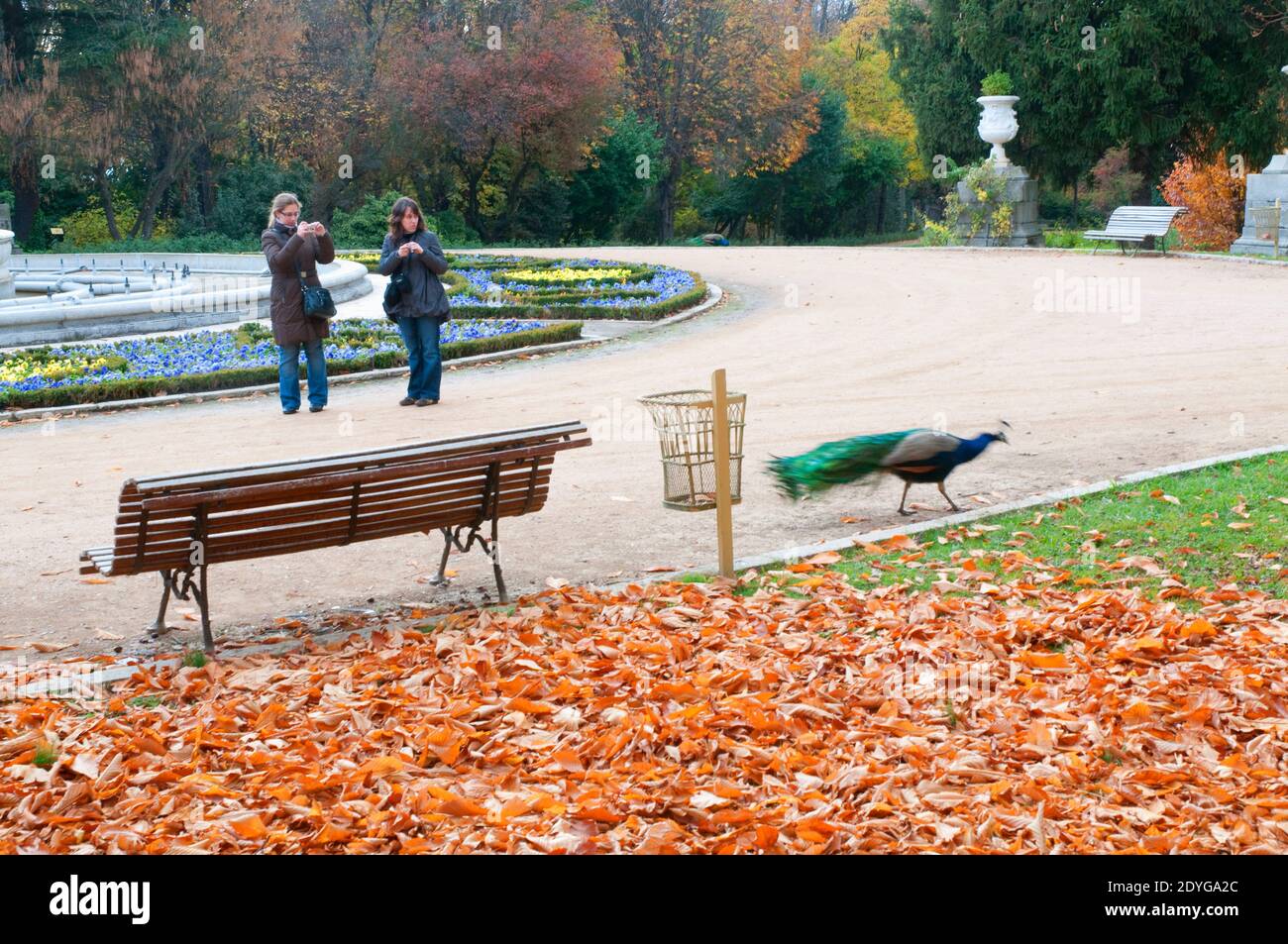 Zwei Frauen fotografieren einen Pfau. Campo del Moro Gärten, Madrid, Spanien. Stockfoto