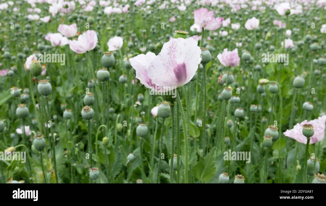Opiummohn, der für medizinische Zwecke in einem Oxfordshire-Feld angebaut wird Blüte usw. Stockfoto