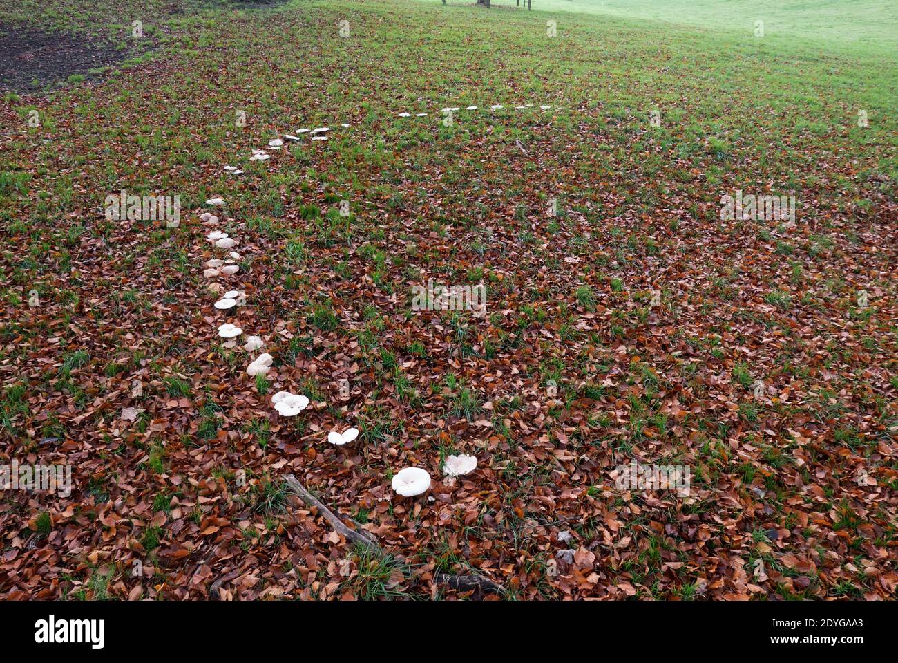 Die Pilze/Pilze beginnen einen 'Feen' Kreis in einem Feld außerhalb von Lewknor. Stockfoto