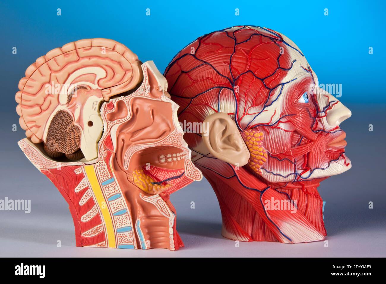 Human Physiology - Modell, das einen Querschnitt des menschlichen Kopfes und Gehirns zeigt. Stockfoto