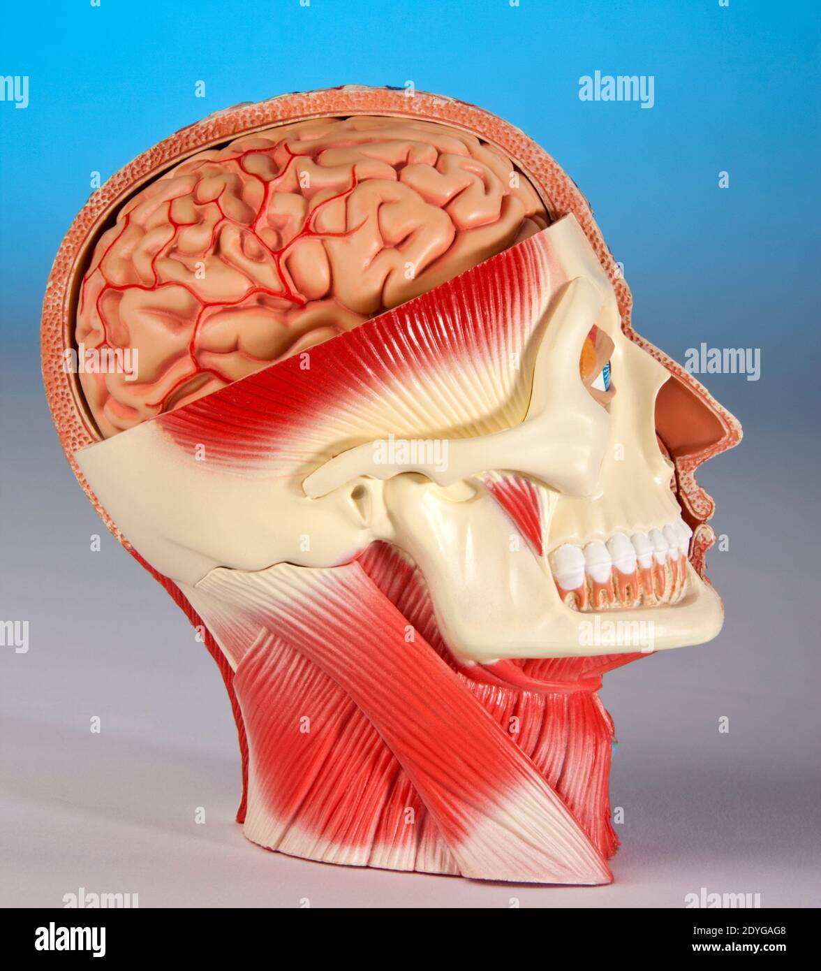Human Physiology - Modell des menschlichen Kopfes zeigt das Gehirn, Blutgefäße, Kiefer und Gesichtsmuskeln. Stockfoto