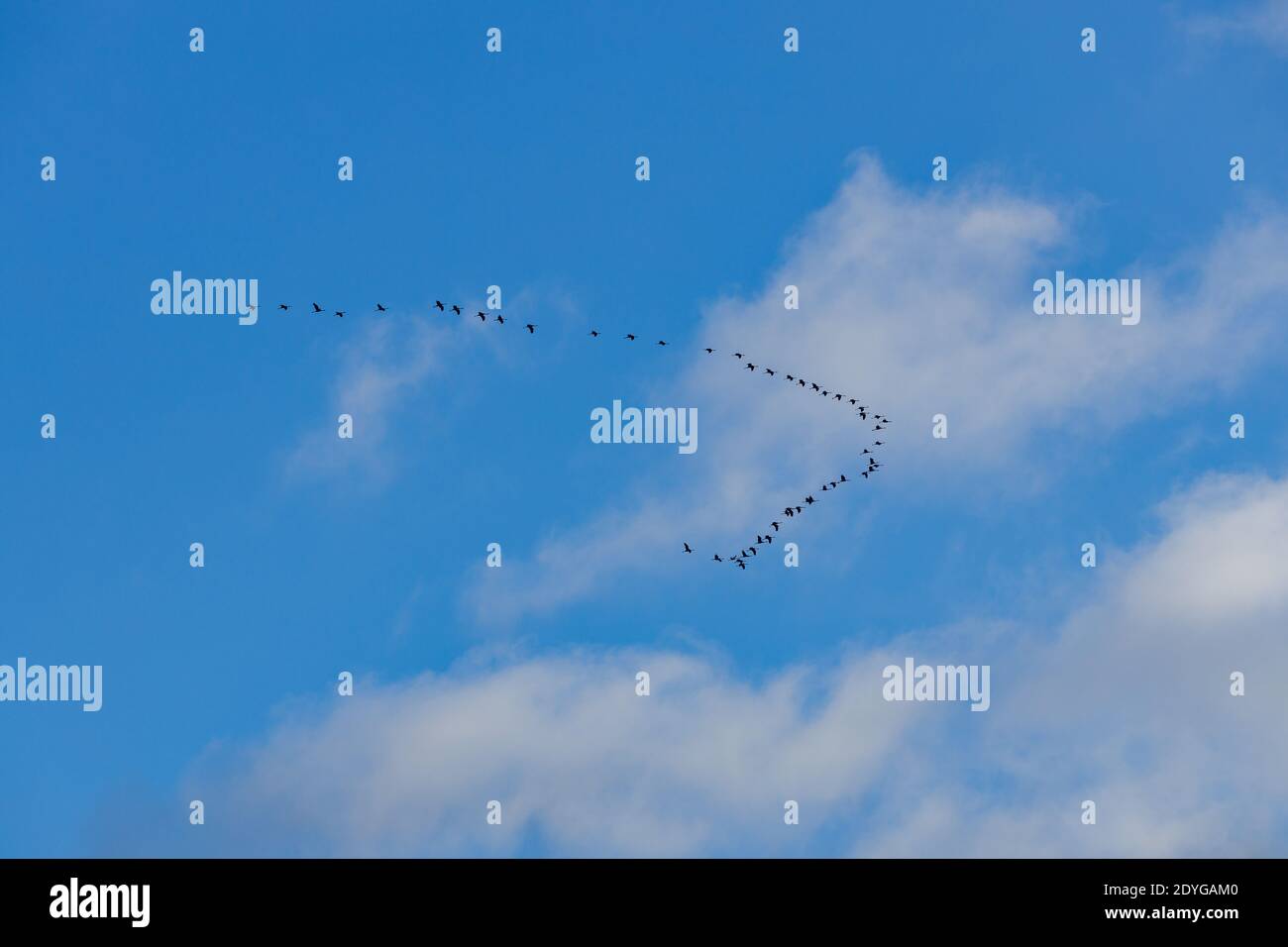 Blauer Himmel mit Wanderkranen Stockfoto