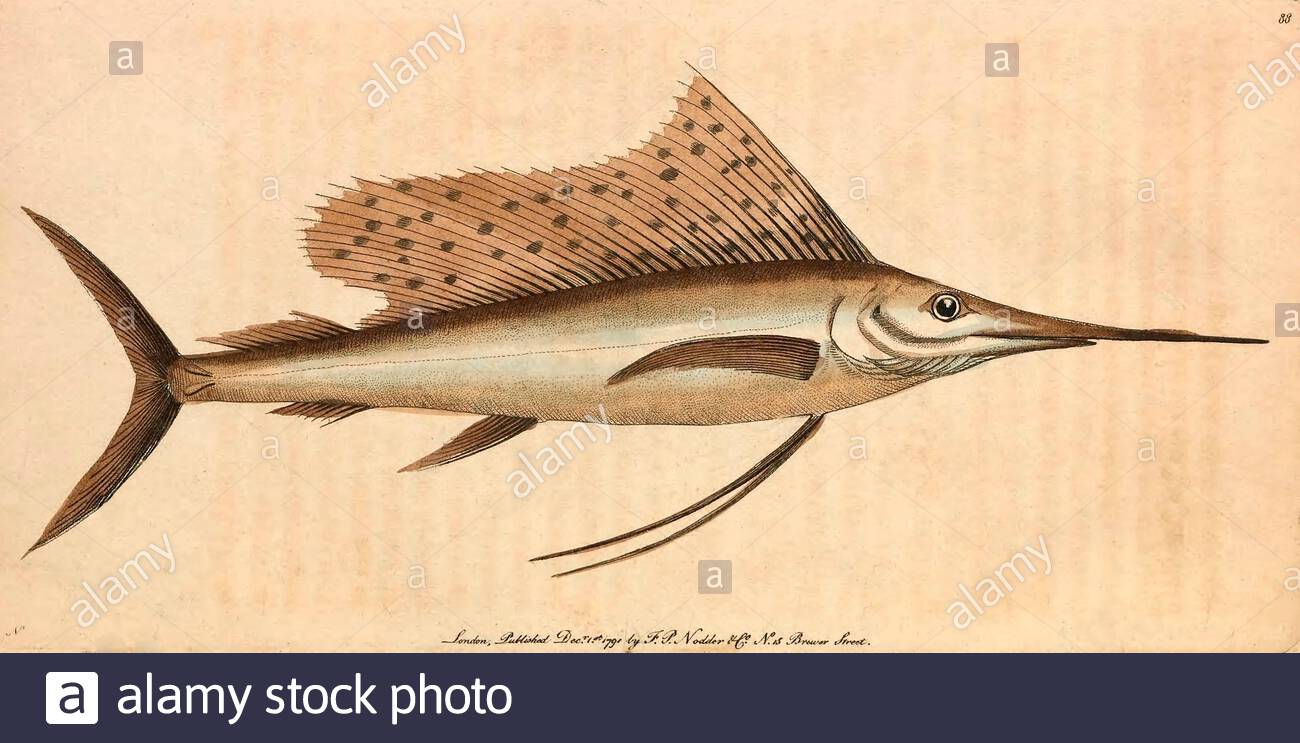 Indopazifischer Segelfisch (Istiophorus platypterus), Vintage-Illustration, veröffentlicht in der Naturalist's Miscellany von 1789 Stockfoto