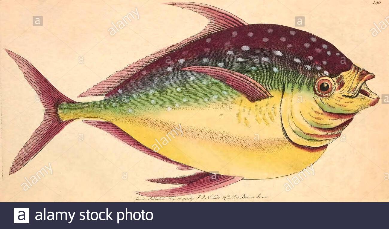 Opah Fisch (Lampris guttatus), Vintage Illustration veröffentlicht in der Naturalist's Miscellany von 1789 Stockfoto