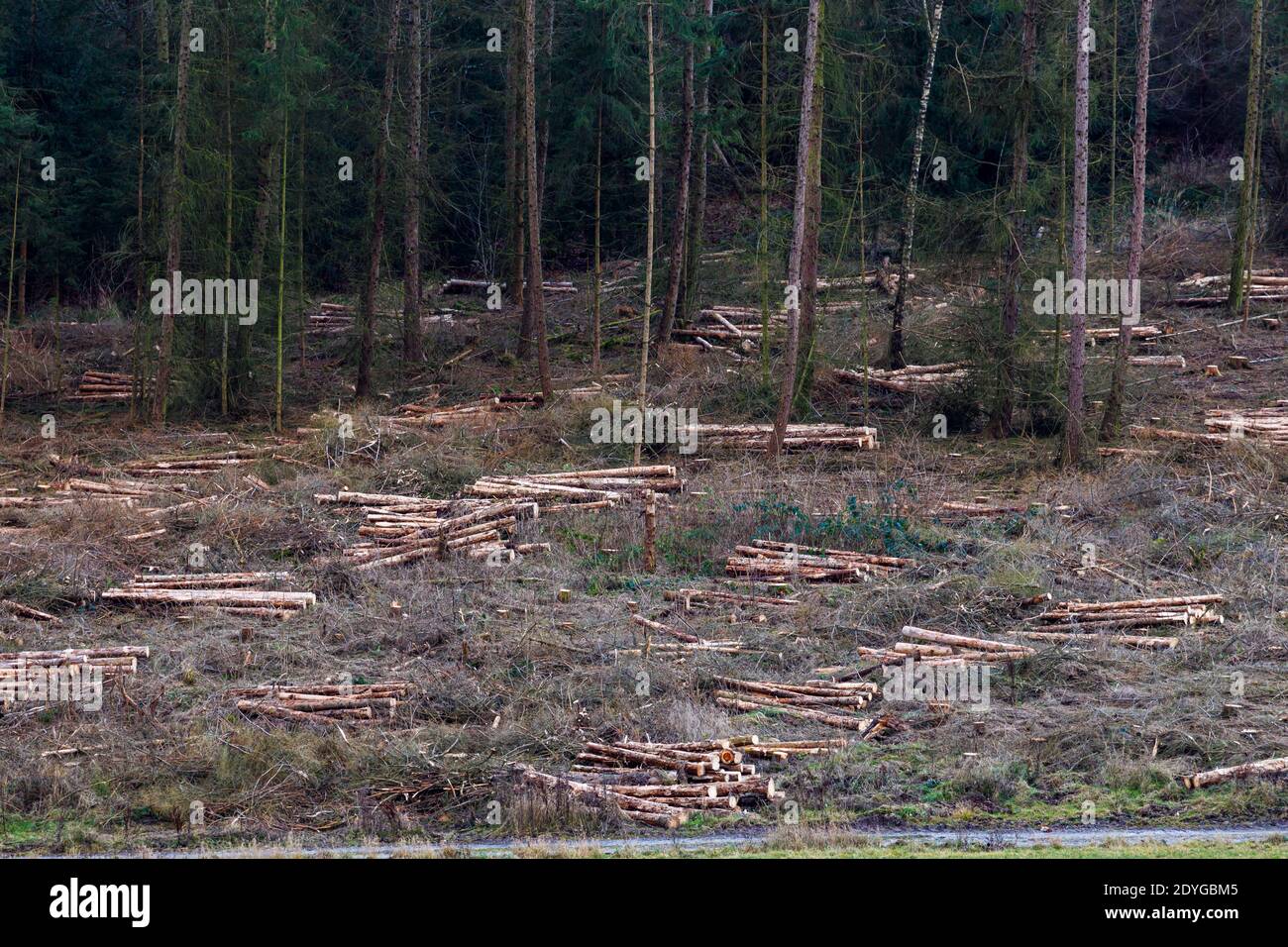 Waldernte und Waldeinschlag von Rindenkäfer Stockfoto