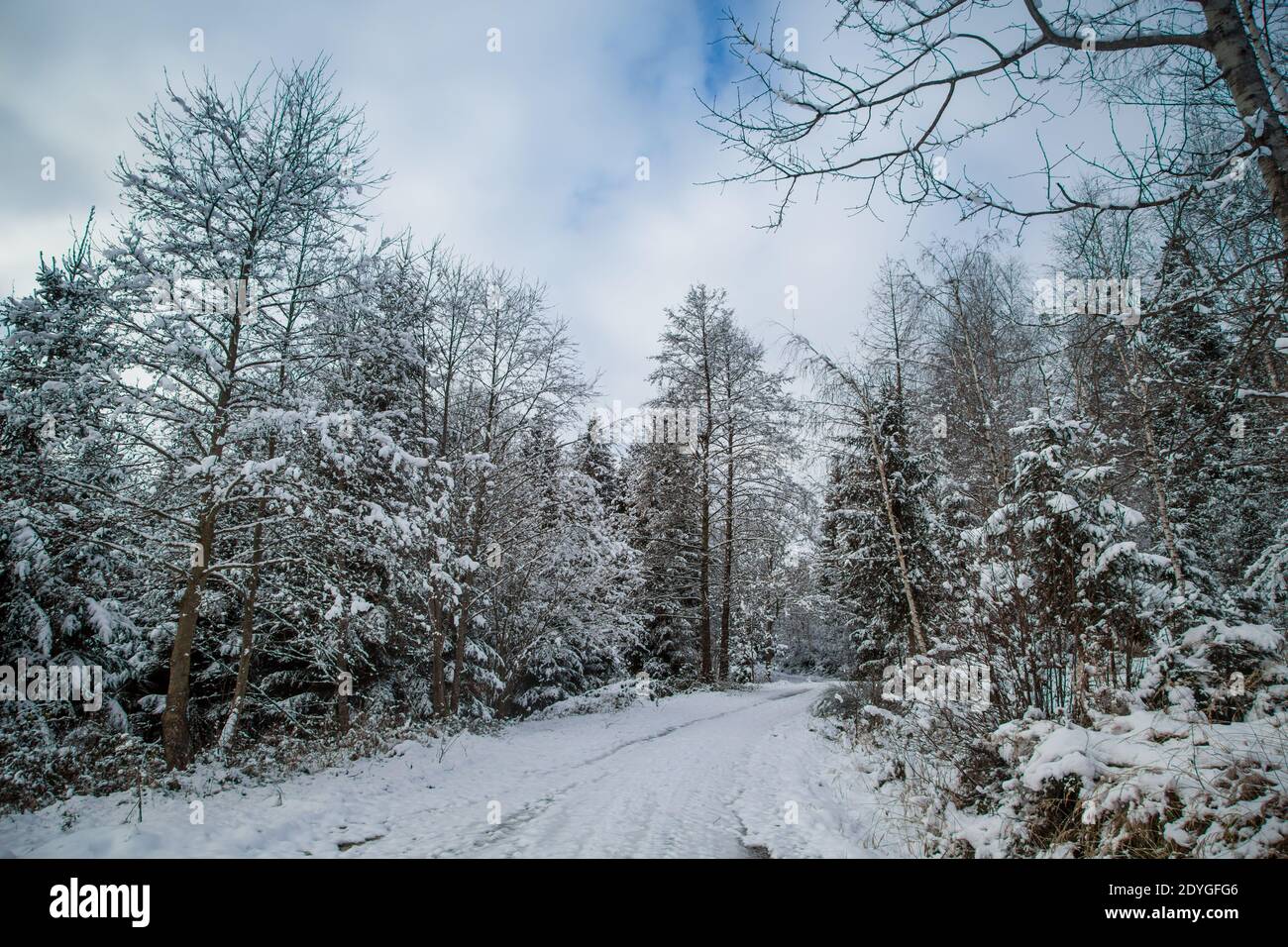 Schneebedeckte Bäume, Winterlandschaft im Waldviertel, Österreich Stockfoto