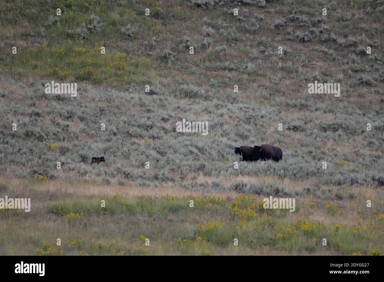 Zwei Bisons Stehen Unten Schwarzer Wolf Stockfoto