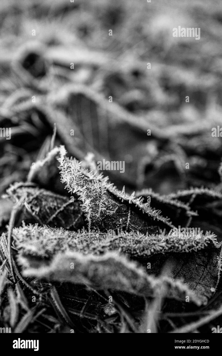 Die Blätter sind durch Frost mit Eiskristallen bedeckt Der Winter Stockfoto