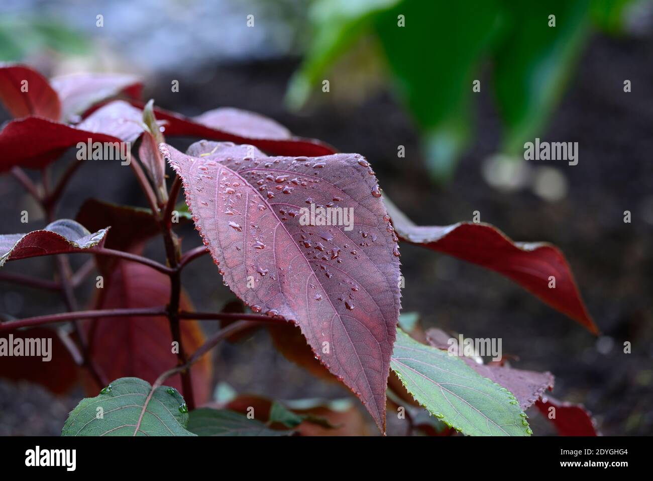 Populus deltoides Purple Tower, Baum, Blätter, Laub, pollard, bestiebt, Coppice, Coppiced, Baum, Bäume, Strauch, Sträucher, geeignet für Polling, abgerundeten Wein-rot Stockfoto