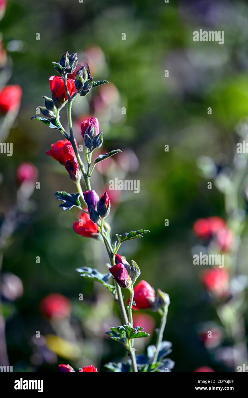 Sphaeralcea newleaze Koralle, Globenmalow, korallene rote Blumen, Blüte, blühende Stängel, Spitzen, rote Blume,, RM Floral Stockfoto