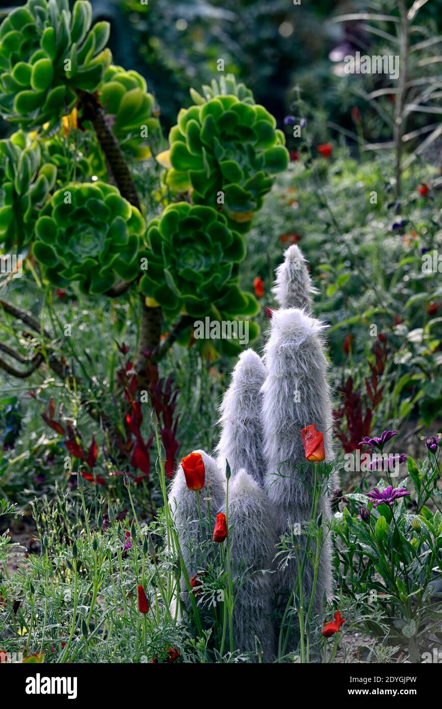 Cleistocactus strausii,Eschscholzia californica,kalifornischer Mohn,Aeonium,Silberbrenner,wollige Fackel,Kaktus,Catci,Sukkulenten,Sukkulenten,Orangenblüten,m Stockfoto