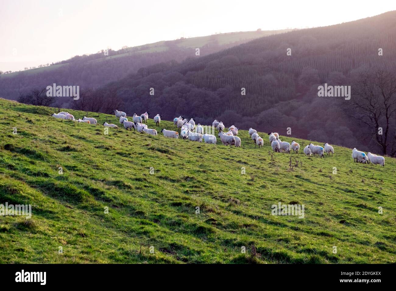 Welsh Schafe in Feldlandschaft im Winter Dezember 2020 in Carmarthenshire Dyfed Wales Großbritannien KATHY DEWITT Stockfoto