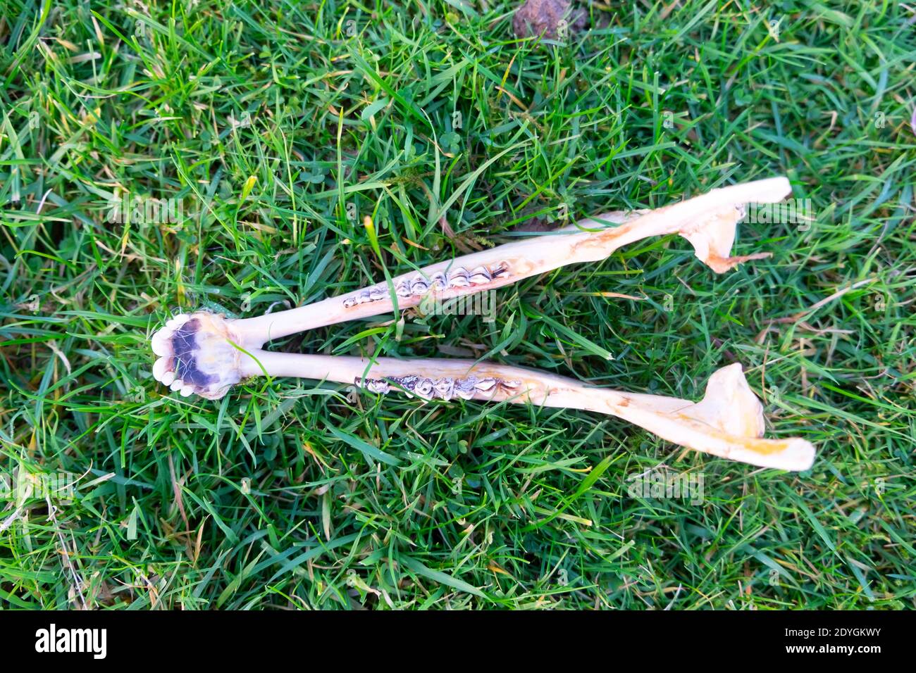 Blick oben auf Schafskiefer auf grünem Gras getrennt von Schafskull im Feld in Carmarthenshire Wales Großbritannien KATHY DEWITT Stockfoto