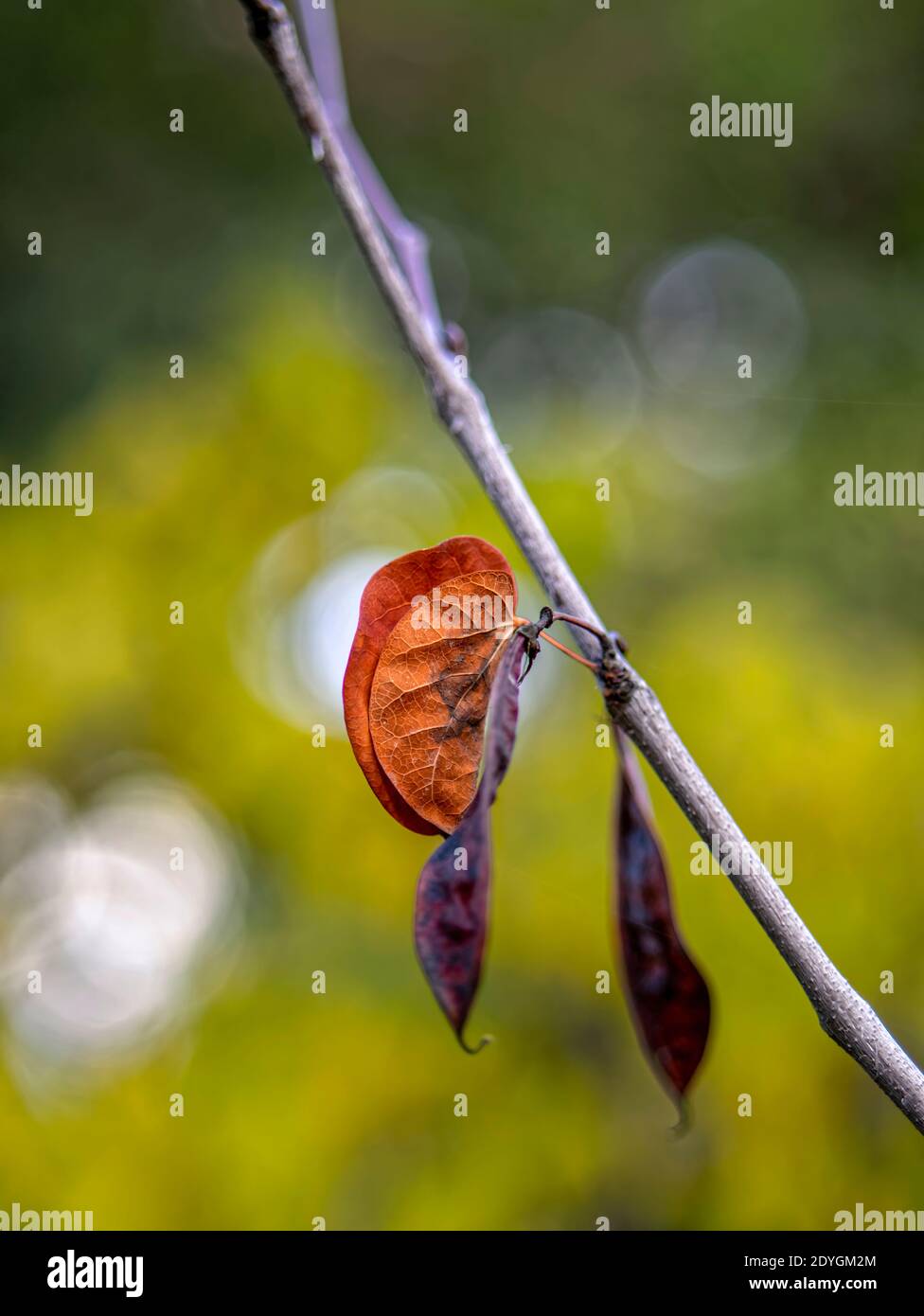 Judas im Winter. Ein einfarbiges Blatt in der Farbe von Rost und ein Paar Schoten hängen vom Ast eines Judas-Baumes, während das Licht auf dem Hintergrund spielt. Stockfoto Judas im Winter. Ein einfarbiges Blatt in der Farbe von Rost und ein Paar Schoten hängen vom Ast eines Judas-Baumes, während das Licht auf dem Hintergrund spielt. Stockfoto