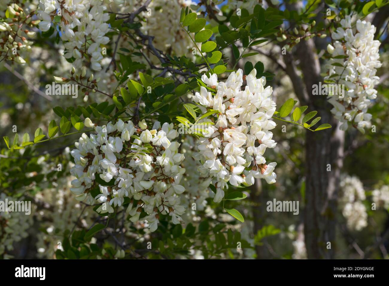 Robinie, Gewöhnliche Scheinakazie, Scheinakazie, Schein-Akazie, Falsche Akazie, Robinia pseudoaccia, False Acacia, Black Locust, Robinia, Le Robinier Stockfoto