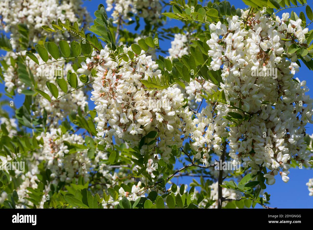 Robinie, Gewöhnliche Scheinakazie, Scheinakazie, Schein-Akazie, Falsche Akazie, Robinia pseudoaccia, False Acacia, Black Locust, Robinia, Le Robinier Stockfoto