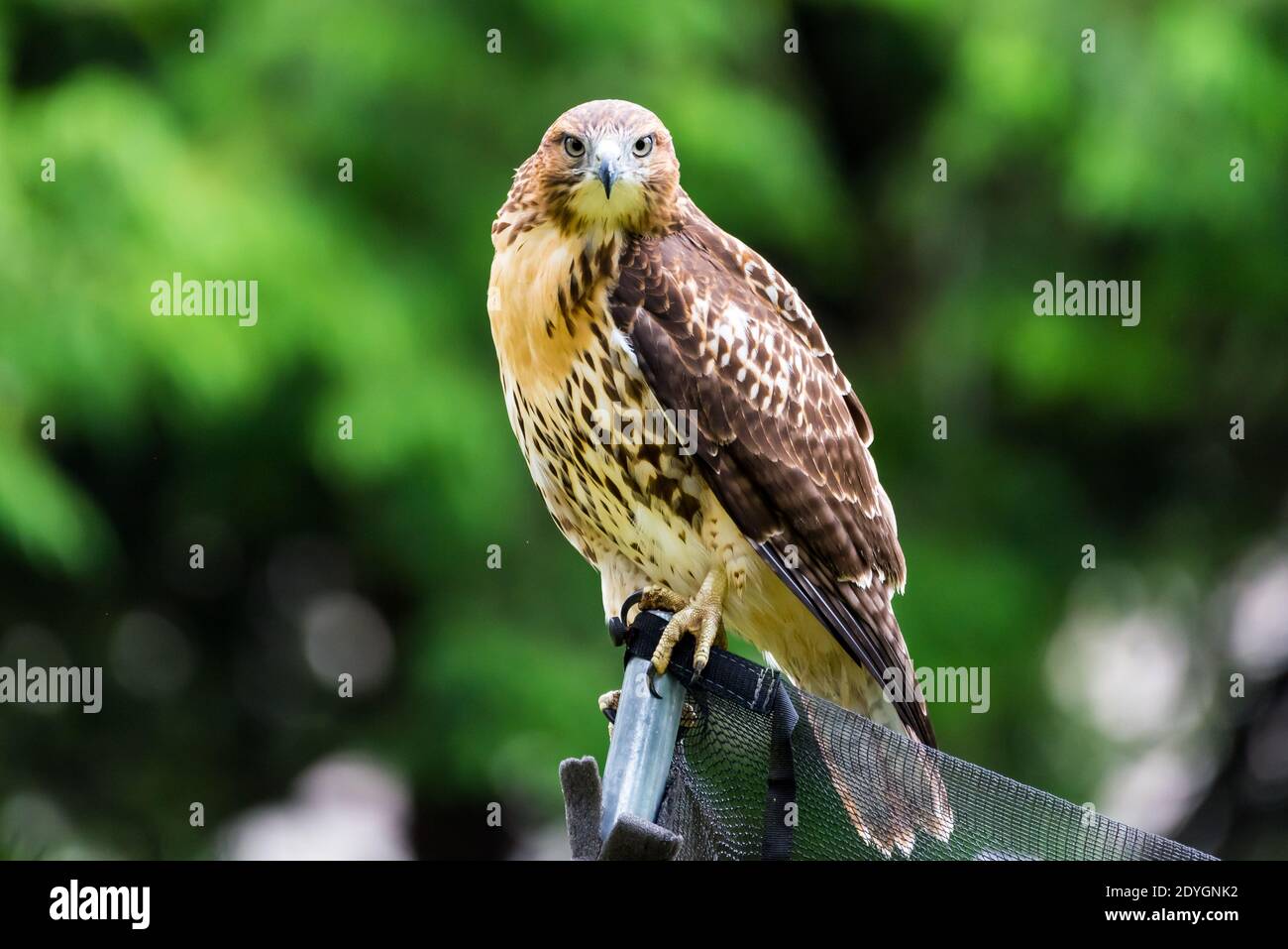 Nahaufnahme eines Red-tailed Hawk, der die Kamera anschaut. Stockfoto