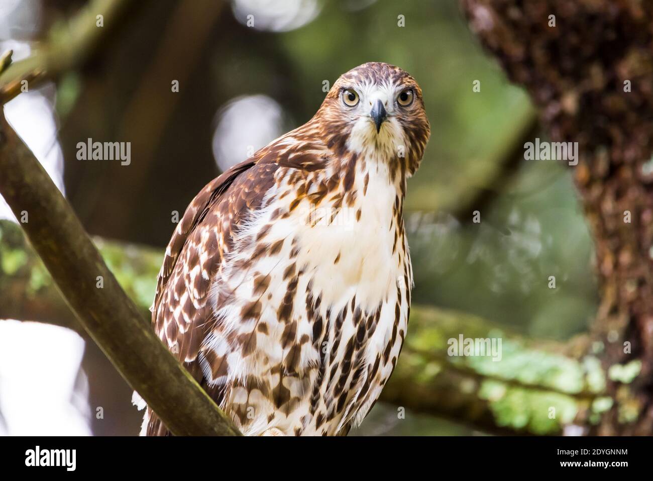 Nahaufnahme eines Red-tailed Hawk, der die Kamera anschaut Stockfoto