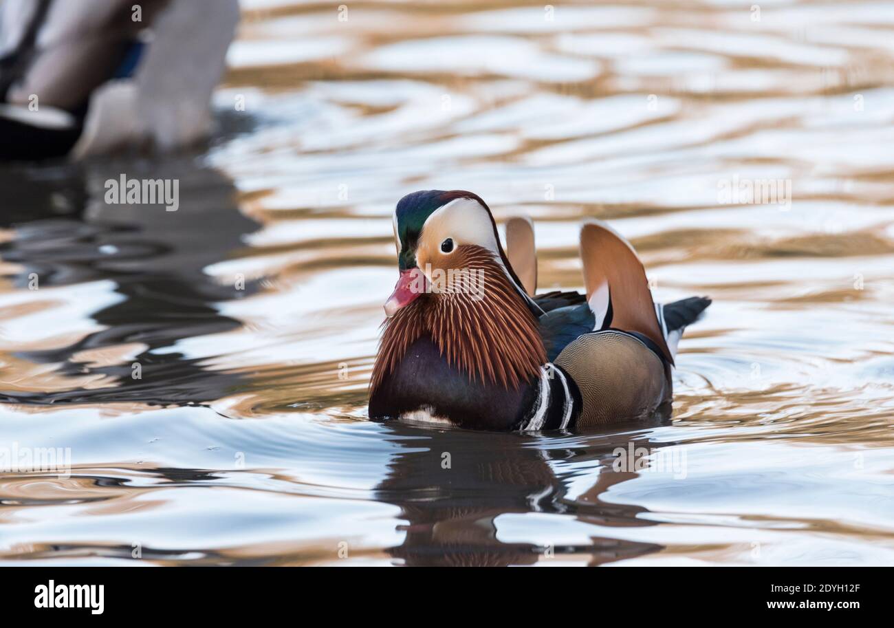 Drake Mandarinente (Aix galericulata) Stockfoto