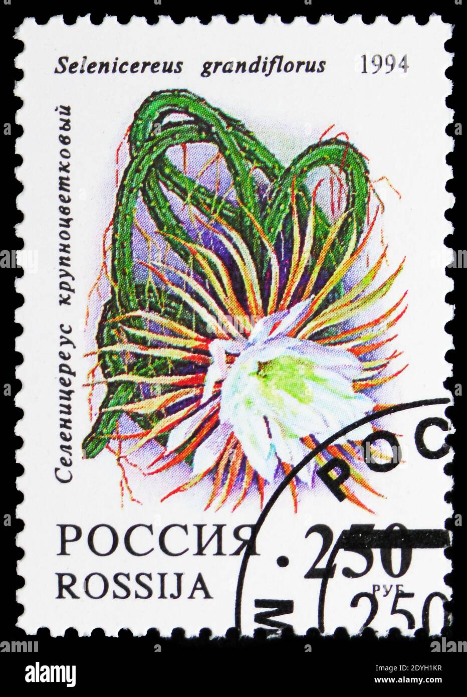 MOSKAU, RUSSLAND - 10. AUGUST 2019: In Russland gedruckte Briefmarke zeigt Selenicereus grandiflorus, Kakteen-Serie, um 1994 Stockfoto