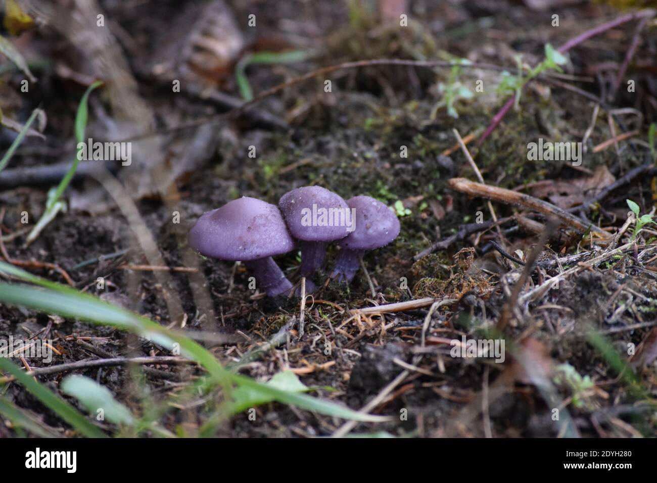 Einige junge Holzblewits im Dezember Stockfoto