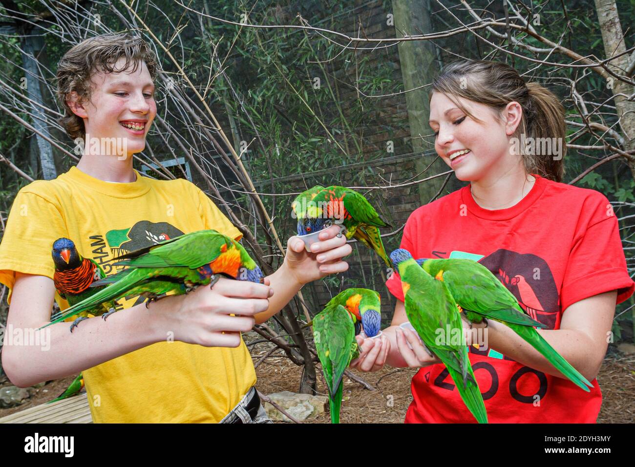 Birmingham Alabama, Zoo rainbow Lorikeet Papageien Trichoglossus moluccanus Fütterung, Teenager Teenager Teenager Teenager Teenager Vögel, junge männliche Mädchen weiblich Stockfoto