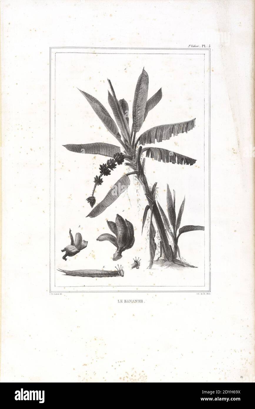 Le Bananier (2.1), da Coleção Brasiliana Iconográfica. Stockfoto