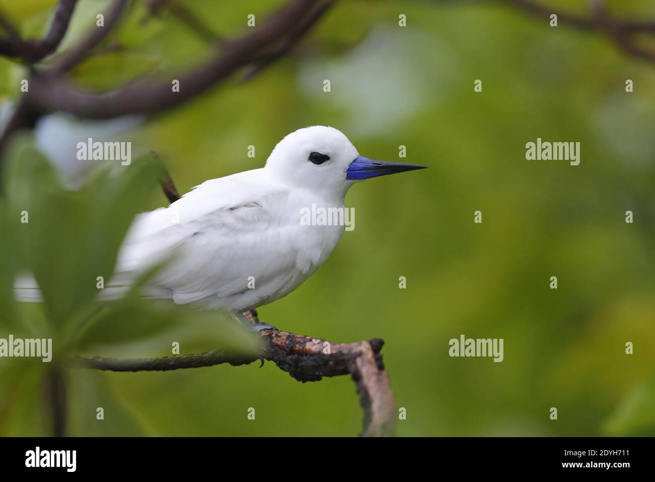 Eine Erwachsene Weiße Seeschwalbe (Gygis alba), auch bekannt als Feen-Seeschwalbe, Weiße Seeschwalbe und Engel-Seeschwalbe, thront in einem Baum auf den Seychellen Stockfoto