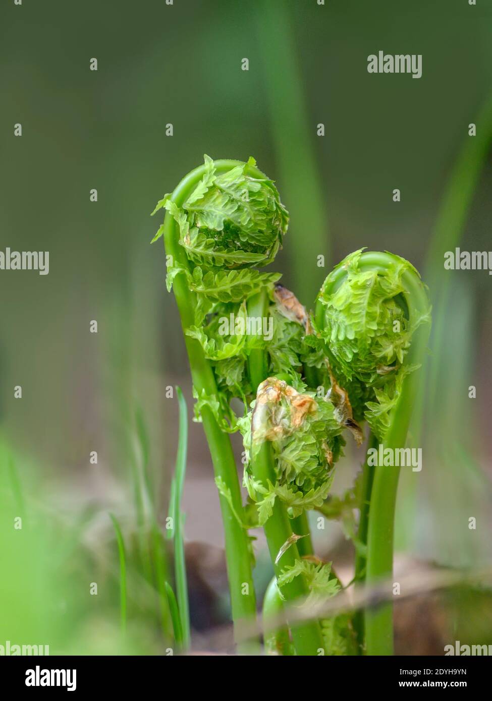 Junge gekräuselte Farnwedel im Frühling aus nächster Nähe. Frühling entfaltet Bremse Blätter im Wald auf verschwommenem Hintergrund, geringe Schärfentiefe Stockfoto