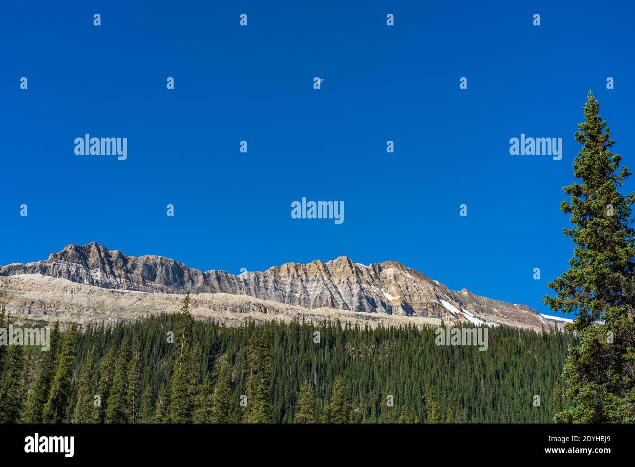 Grüner Kiefernwald im Vordergrund, Michael Peak Berg mit heiterem blauen Himmel im Hintergrund in einem sonnigen Sommermorgen. Vom T aus gesehen Stockfoto