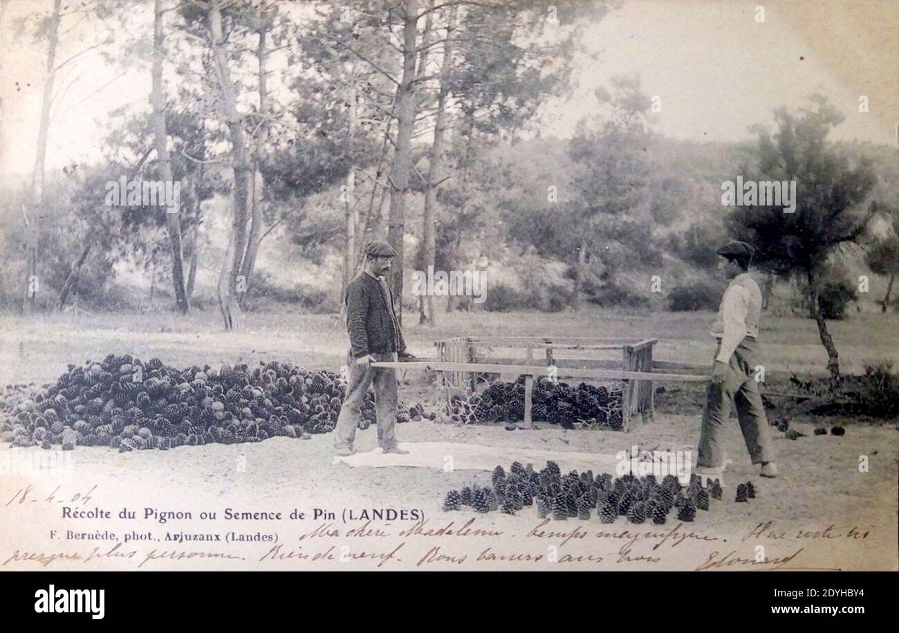 Landes - Forêt - Récolte du pignon de PIN. Stockfoto