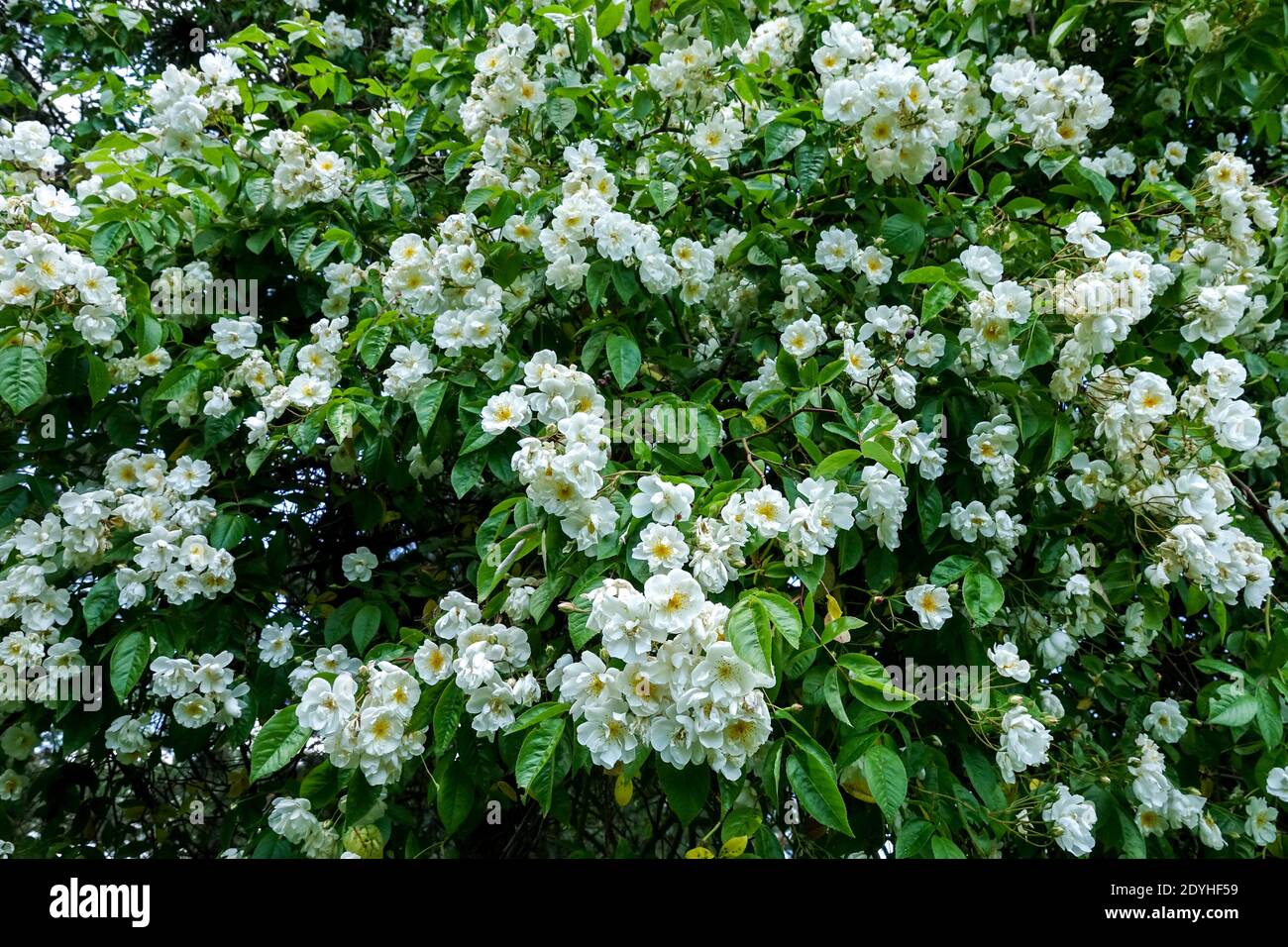 White Rosa 'Bobbie James Hybrid multiflora blühenden Sträuchern Stockfoto