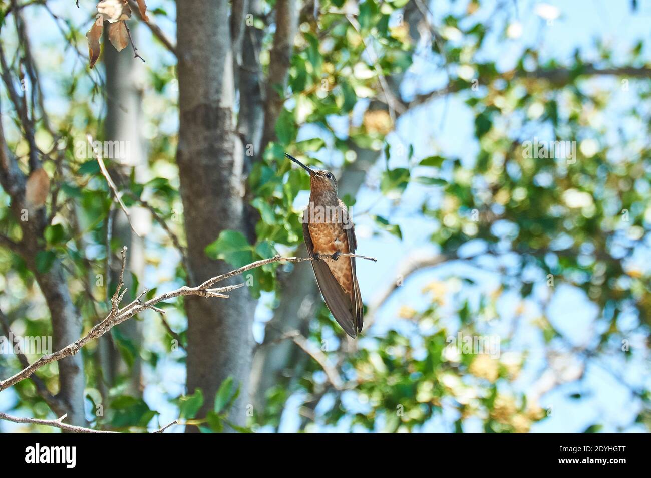 Santiago, Santiago, Chile. Dezember 2020. Der KOLIBRI (Patagona gigas). Sie ist die größte aller Kolibris in Chile und erreicht eine Länge von etwa 23 Zentimetern. Seine oberen Teile sind gräulich braun mit einem metallisch-grünen Glanz und der Schwanz ist weiß. Dieser Kolibri lebt in semi-ariden Umgebungen und ernährt sich vom Nektar der Blumen, die er finden kann, und auch von kleinen Insekten. Der Kolibri ist Zugvogel und im Frühjahr und Sommer häufig von der Antofagasta Region nach ARAUCANÃ-a Credit: Francisco Arias/ZUMA Wire/Alamy Live News Stockfoto