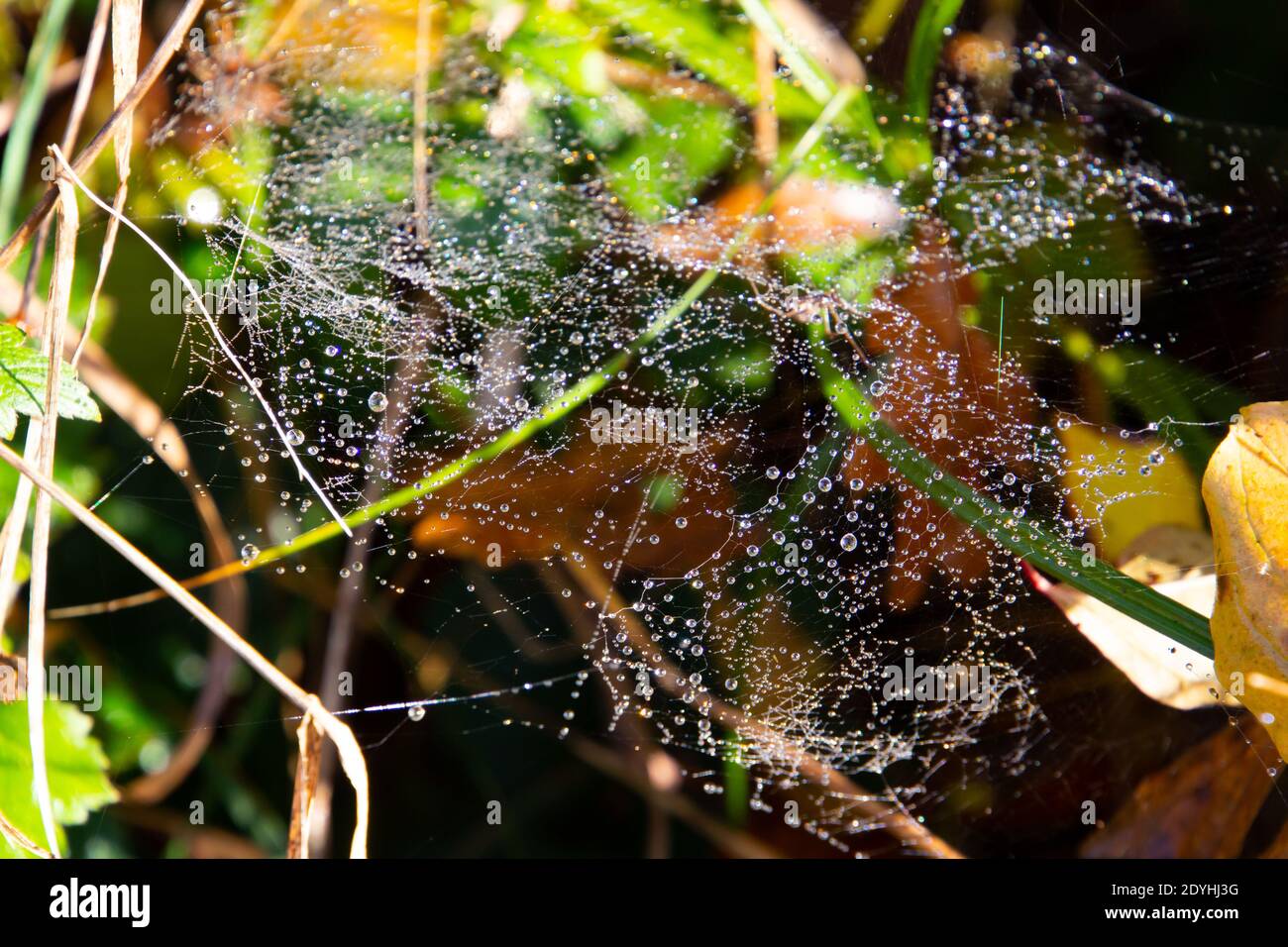 Tau tropft auf einem Spinnennetz zwischen Gras und Blättern Stockfoto