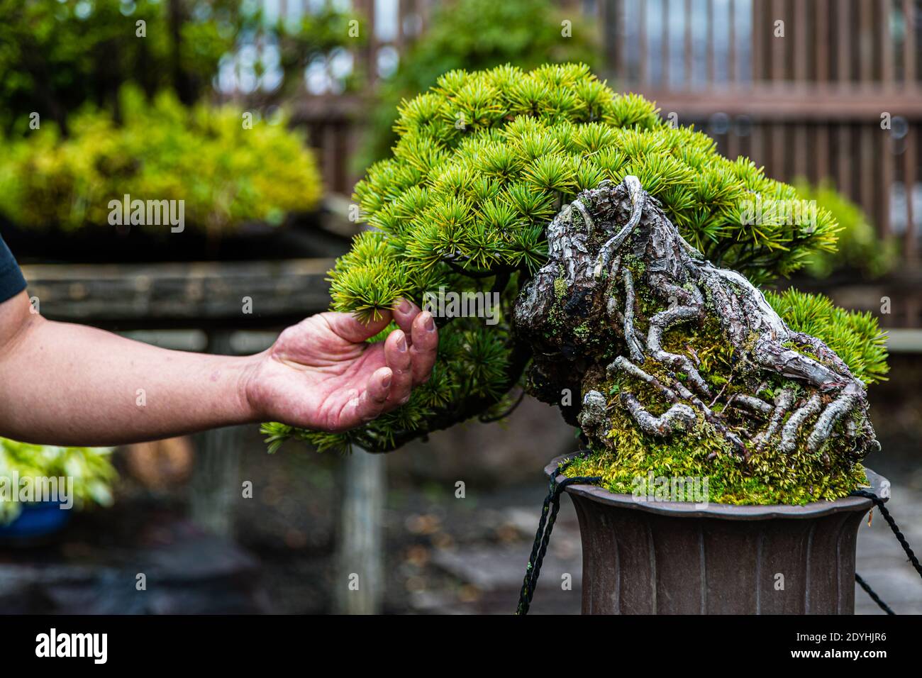 Bonsai Garten in Izu, Japan Stockfoto