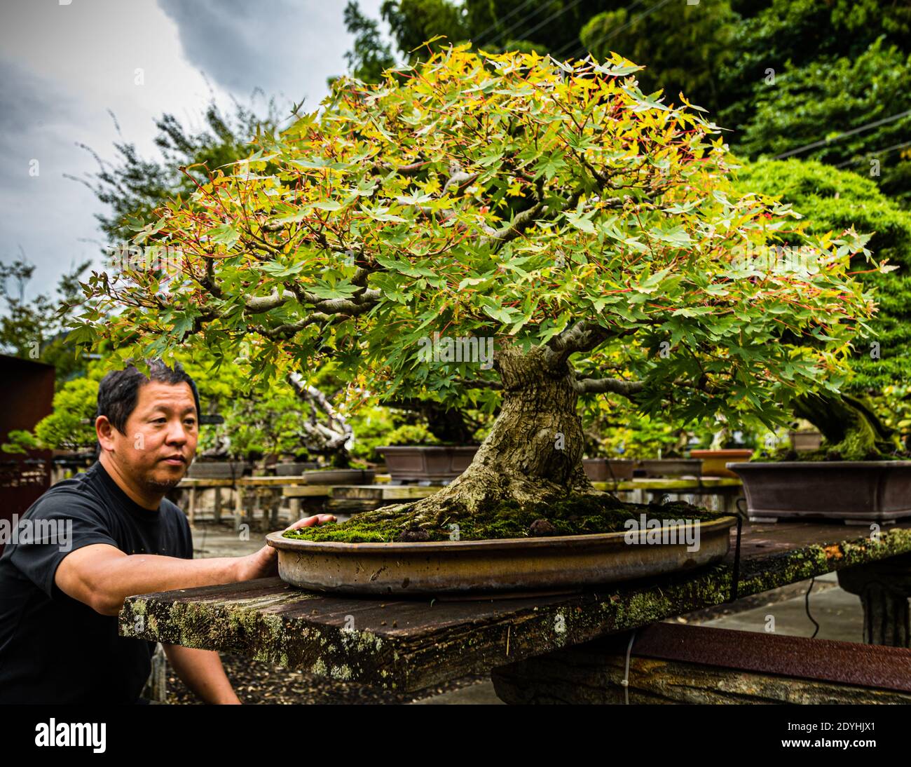 Bonsai-Garten in Izu, Japan. Dieser Bonsai hat viele Generationen von Gärtnern gesehen Stockfoto