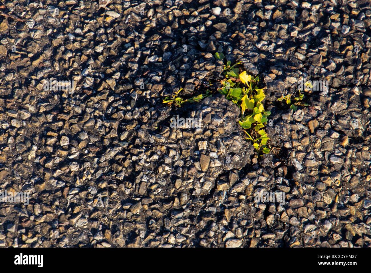 Kleine grüne Pflanze, die durch den Gehweg wächst Stockfoto