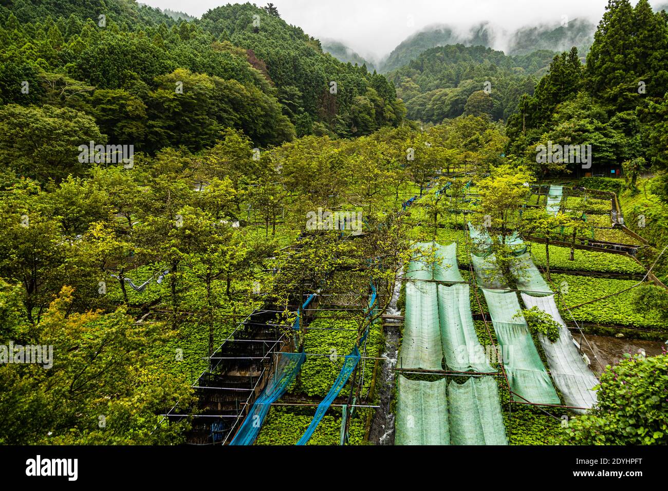 Die Wasabi-Felder in Izu (Japan) sind schmal und erstrecken sich entlang der sanften Hänge, die dem Flusslauf folgen. Die Pflanzen wachsen sehr langsam und der Anbau von Wasabi ist sehr arbeitsintensiv Stockfoto