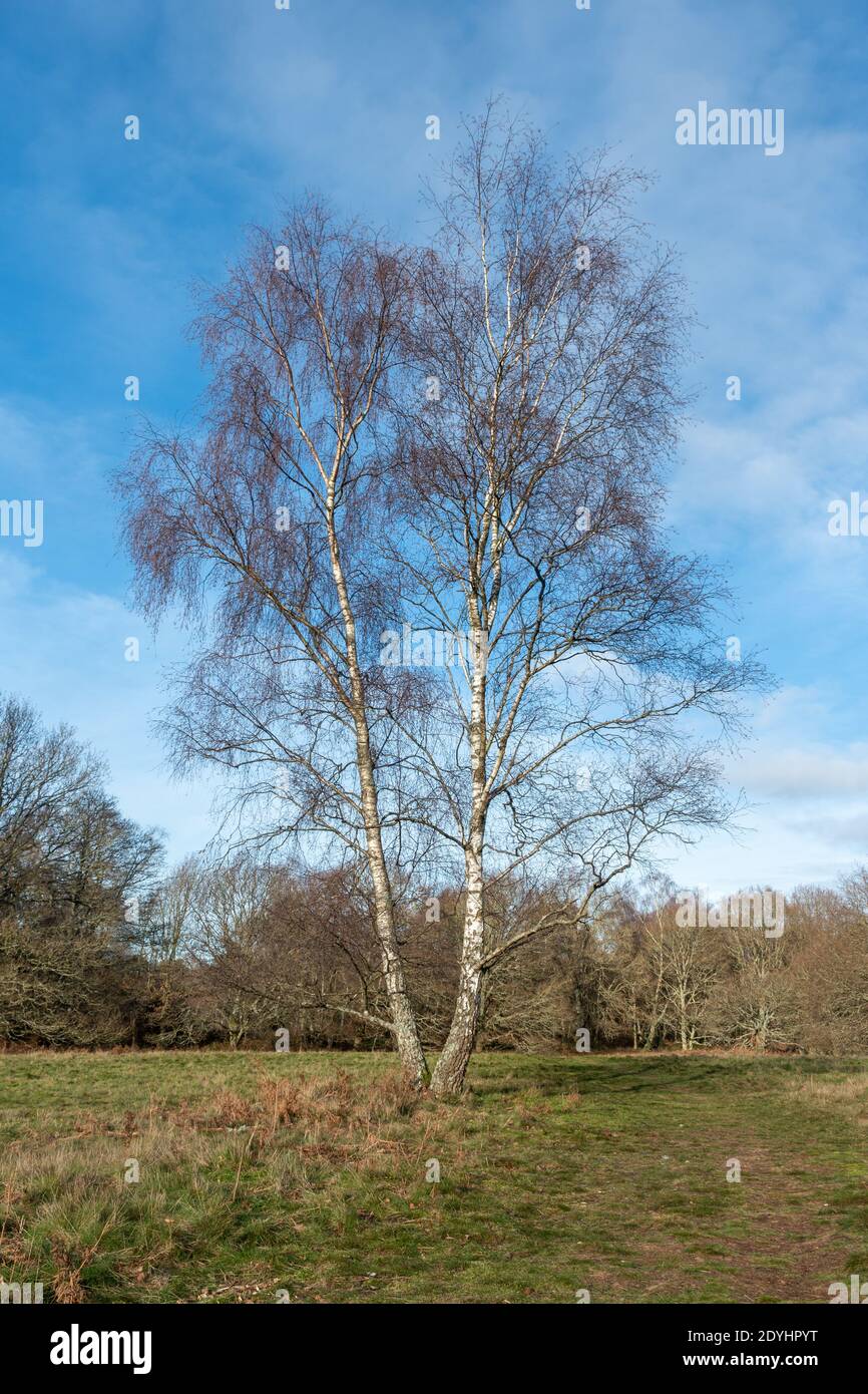 Einzelne silberne Birke (Betula pendula) Im Winter gegen einen blauen Himmel Stockfoto