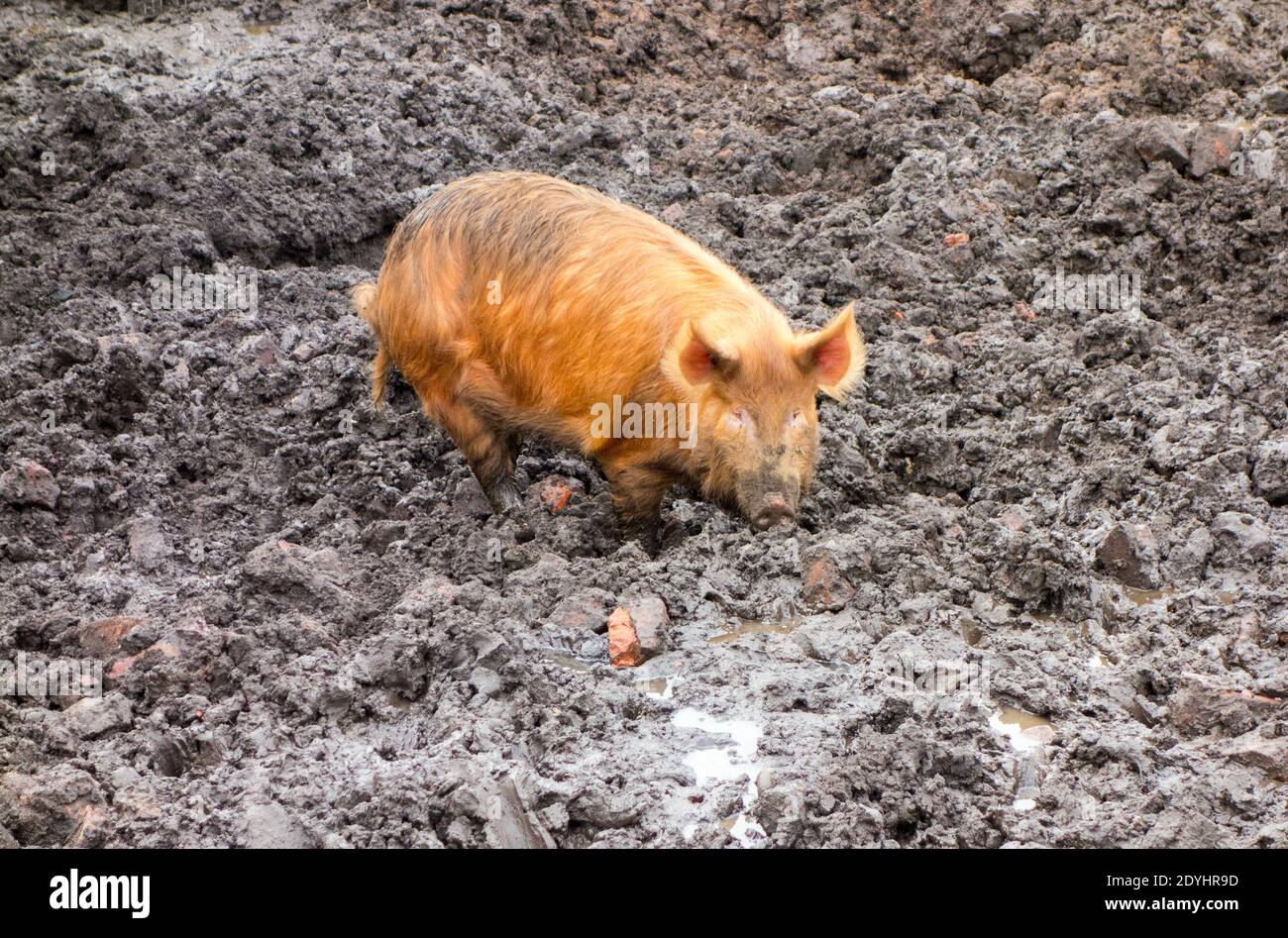 Seltene Rasse Tamworth Schweine Verwurzelung im Schlamm wälzen Stockfoto