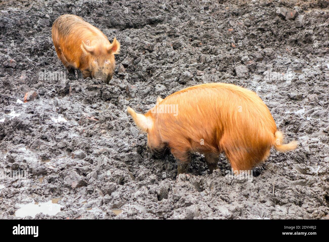 Seltene Rasse Tamworth Schweine Verwurzelung im Schlamm wälzen Stockfoto