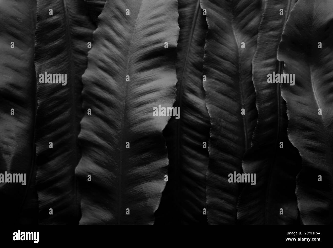 Wunderschöne dunkle Farnblätter. Natürlicher monochrom Hintergrund Stockfoto