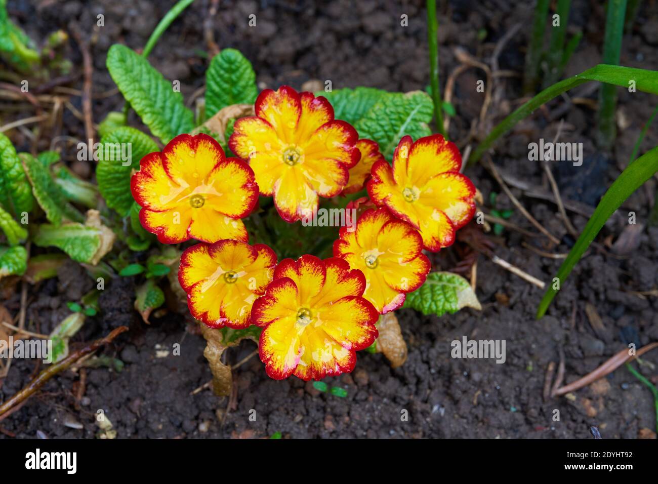 Sechs orangefarbene Primula-Blüten wachsen im Frühlingsgarten Stockfoto