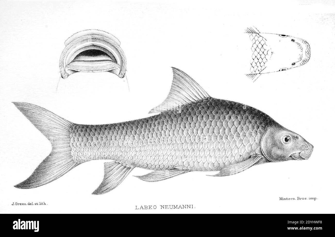 Labeo fisheri Fotos und Bildmaterial in hoher Auflösung Alamy